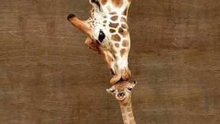 This Viral Giraffe is Dead, So Feel Free to Give Up Hope Now